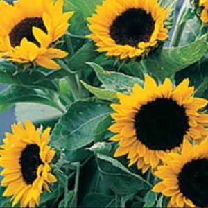 Meet your Posher, Dee